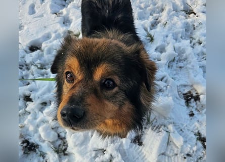 Brownie - lieber 3-jähriger Kettenhund sucht Körbchen!
