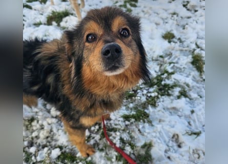 Brownie - lieber 3-jähriger Kettenhund sucht Körbchen!