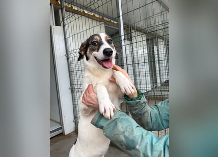 Jampa - lieber, freundlicher Bub!