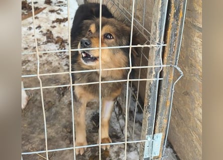 Brownie - lieber 3-jähriger Kettenhund sucht Körbchen!