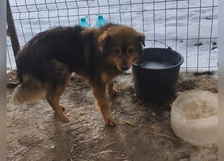 Brownie - lieber 3-jähriger Kettenhund sucht Körbchen!