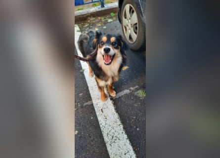 Feinfühliger Begleiter Marty mit großem Herzen