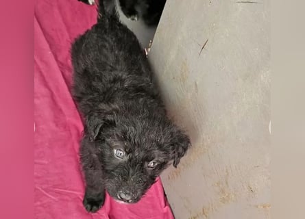 In Luxemburg: Welpe Mads verliert sein Zuhause