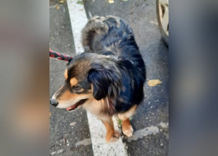 Feinfühliger Begleiter Marty mit großem Herzen