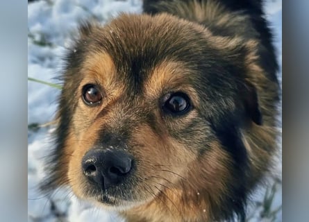 Brownie - lieber 3-jähriger Kettenhund sucht Körbchen!