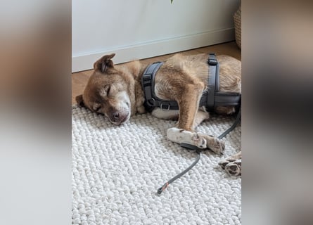Ralf - auf Pflegestelle in 22339 Hamburg