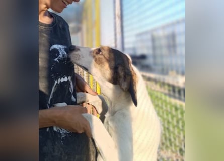 Jampa - lieber, freundlicher Bub!