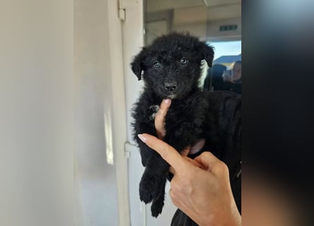 In Luxemburg: Welpe Mads verliert sein Zuhause