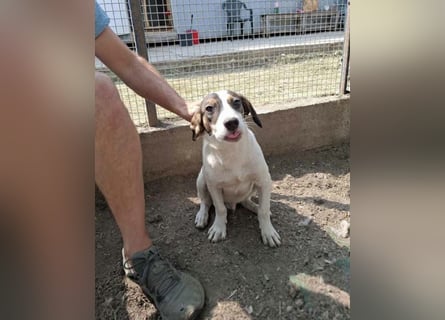 Jampa - lieber, freundlicher Bub!