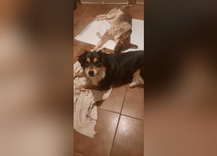Feinfühliger Begleiter Marty mit großem Herzen