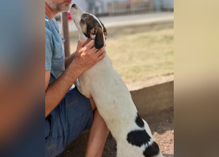 Jampa - lieber, freundlicher Bub!