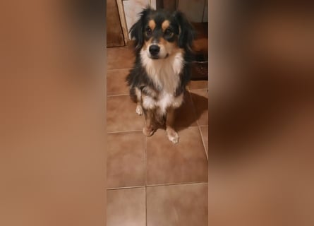 Feinfühliger Begleiter Marty mit großem Herzen