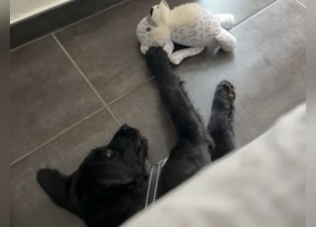 In Luxemburg: Welpe Mads verliert sein Zuhause