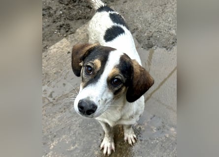 Jampa - lieber, freundlicher Bub!