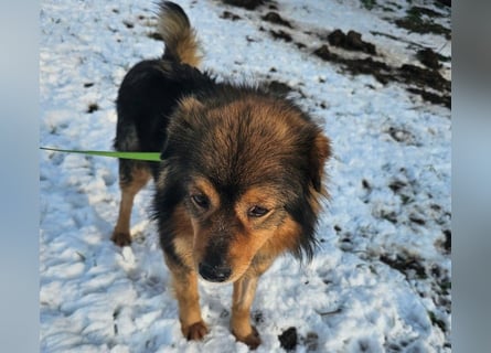 Brownie - lieber 3-jähriger Kettenhund sucht Körbchen!