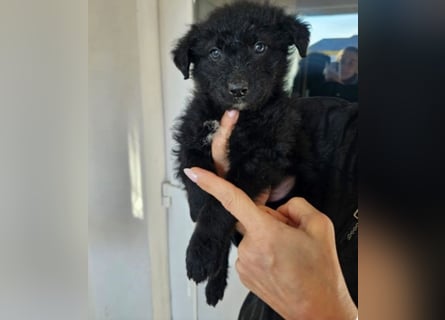 In Luxemburg: Welpe Mads verliert sein Zuhause