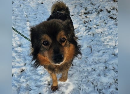 Brownie - lieber 3-jähriger Kettenhund sucht Körbchen!