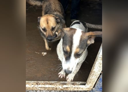 Jampa - lieber, freundlicher Bub!