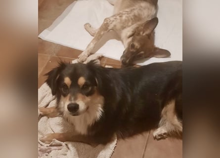 Feinfühliger Begleiter Marty mit großem Herzen