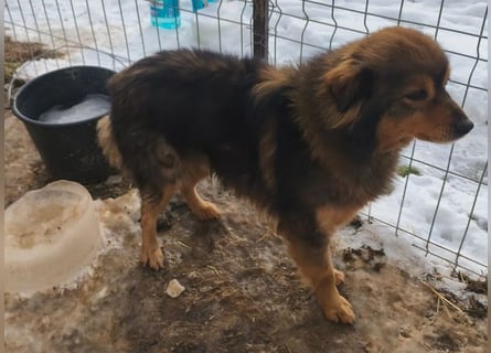 Brownie - lieber 3-jähriger Kettenhund sucht Körbchen!