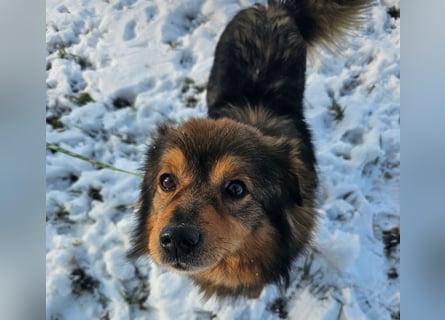 Brownie - lieber 3-jähriger Kettenhund sucht Körbchen!