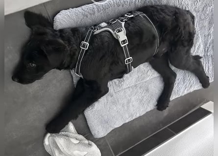 In Luxemburg: Welpe Mads verliert sein Zuhause