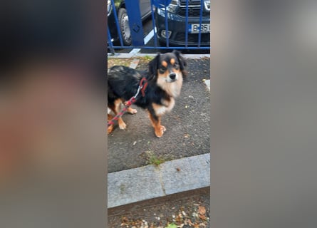 Feinfühliger Begleiter Marty mit großem Herzen