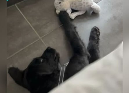 In Luxemburg: Welpe Mads verliert sein Zuhause