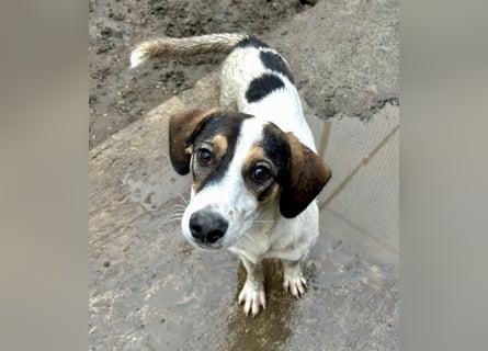 Jampa - lieber, freundlicher Bub!