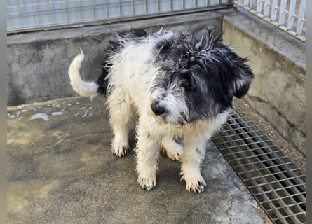 Martino: ein Wuschel sucht Dich!