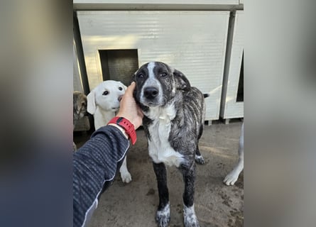 Chandra: von der Flasche ins Tierheim