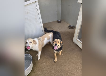 Bijou: perfekte Familienhündin