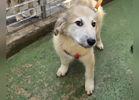 Tancredi: ein Wuschel zum Verlieben