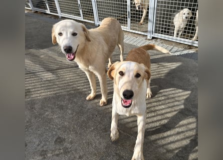 Tiziano: möchte spielen, lernen, schmusen