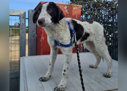 Befanino: kleiner Clown im Schafspelz