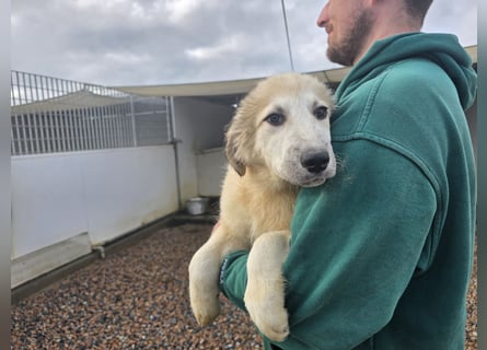 Tancredi: ein Wuschel zum Verlieben