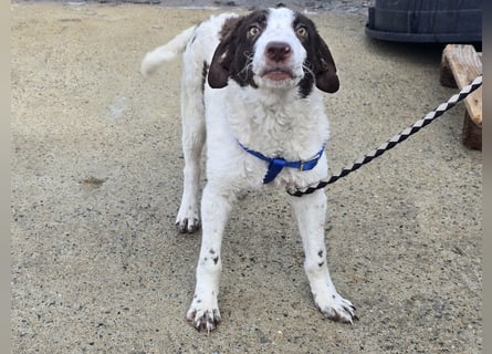Befanino: kleiner Clown im Schafspelz
