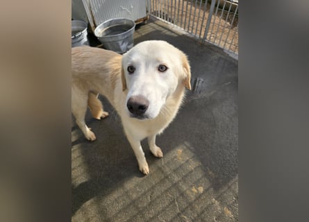 Tiziano: möchte spielen, lernen, schmusen