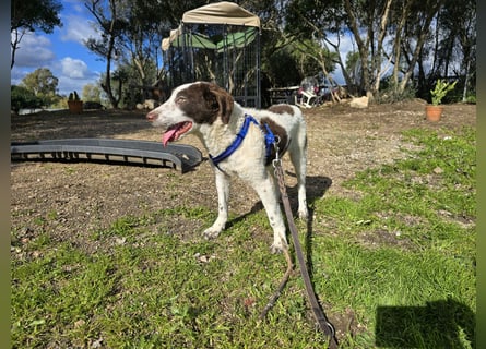 Befanino: kleiner Clown im Schafspelz