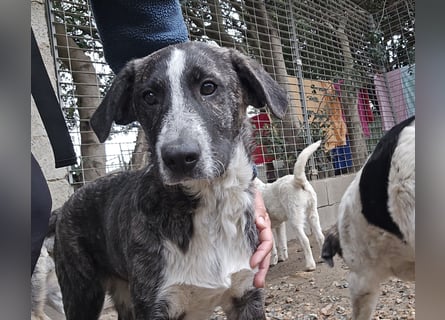 Chandra: von der Flasche ins Tierheim