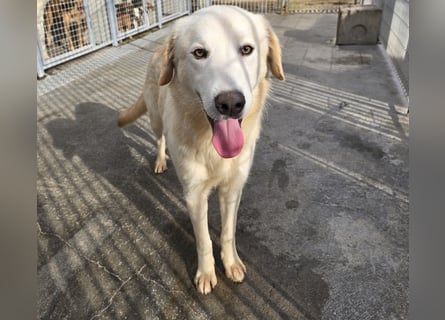 Tiziano: möchte spielen, lernen, schmusen