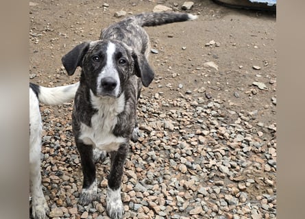 Chandra: von der Flasche ins Tierheim