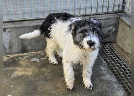 Martino: ein Wuschel sucht Dich!