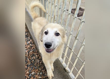 Tancredi: ein Wuschel zum Verlieben