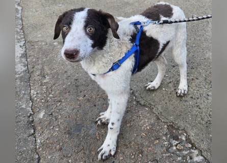 Befanino: kleiner Clown im Schafspelz