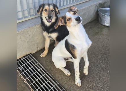 Bijou: sie leidet still