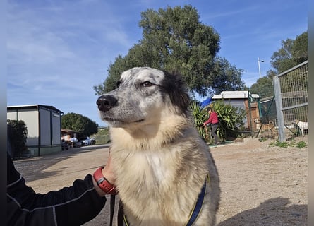 Mila: wenn Einsamkeit krank macht - gerne Pflegestelle