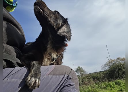 Immo: ein Schatz für die ganze Familie