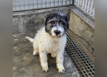 Martino: ein Wuschel sucht Dich!