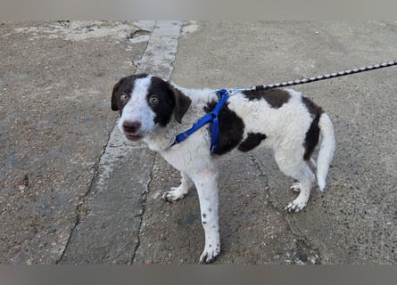 Befanino: kleiner Clown im Schafspelz